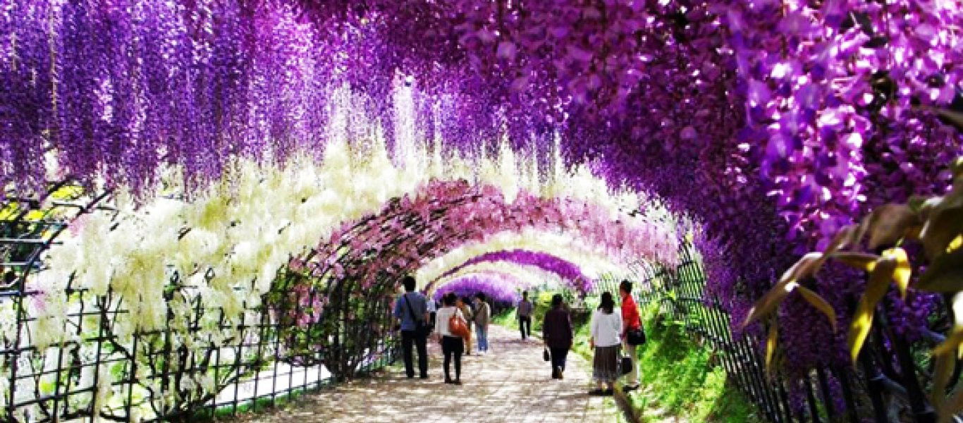 Ο παράδεισος έχει όνομα: Wisteria Tunnel! (Εικόνες)